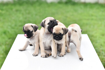 Cute puppies brown Pug playing together in garden