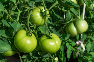 Unripe green tomatoes in the greenhouse.