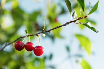 Dark red cherry fruits hanging on a thin branch.