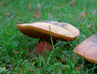 A hat mushroom, whose fruiting bodies have tubular caps, growing on the lawn of the square in the village of Iłowo Osada in warmia in Poland. © Jacek Sakowicz