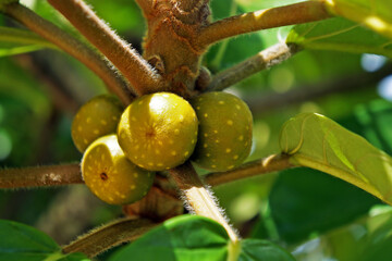 Obraz premium Wild tropical fruits, Rio de Janeiro