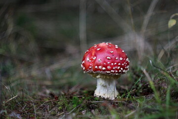 amanita muscaria fly agaric