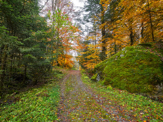 Obraz premium Beautiful walking path in a colorful autumnal landscape with fallen leaves in the Val Masino Park, Lombardy region, Italy