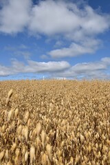 Naklejka premium A field of oats under a blue sky, Sainte-Apolline, Québec, Canada