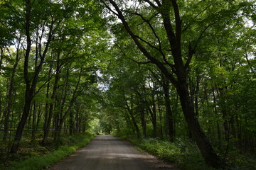 The maple road in summer, Sainte-Apolline, Québec, Canada