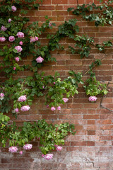 Fototapeta na wymiar Brick wall and climbing flower texture