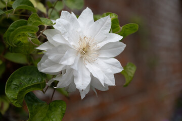White flower