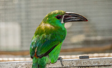 crimson-rumped toucanet (Aulacorhynchus haematopygus)