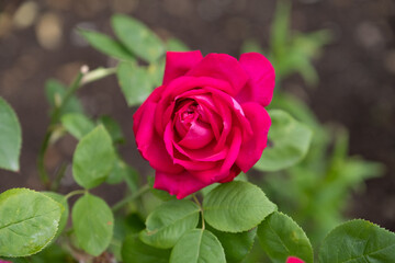 Red Rose