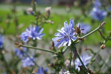 Fototapeta premium flowers in the garden