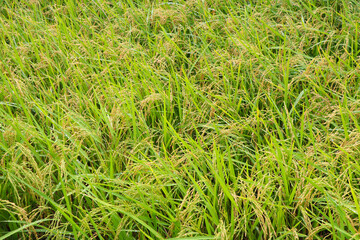 Yellow rice fields in fertile, disease- and insect-free fields near the harvesting season