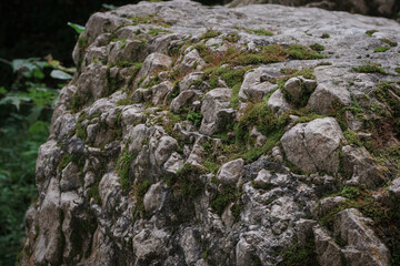 A stone covered with moss. In the middle of the jungle there is a stone that is covered with a layer of moss