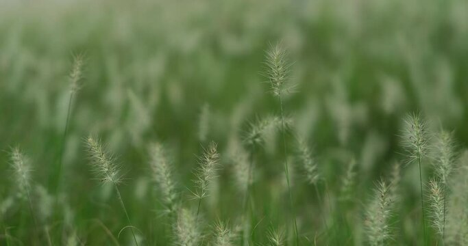 close up foxtail  (Setaria viridis) sway in wind. full frame background