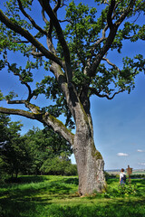 350 Jahre alte Eiche 