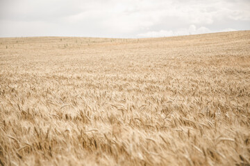 Gold wheat field panorama, rural countryside