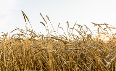 Ripe golden wheat spikelets on the field in beautiful sunset lights. Selective focus. Shallow depth of field.
