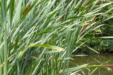 green reed purifying water of marsh, swamp, river or lake