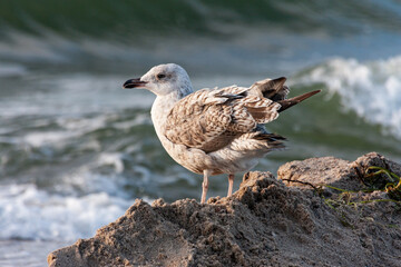 seagull on the beach