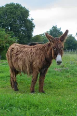 Fotobehang French regional donkey with typical long hair posing in meadow © STUDIO GRAND WEB