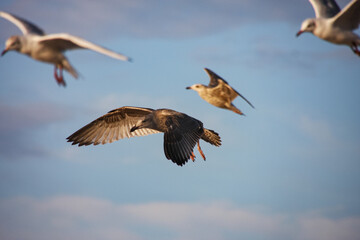 seagulls in flight