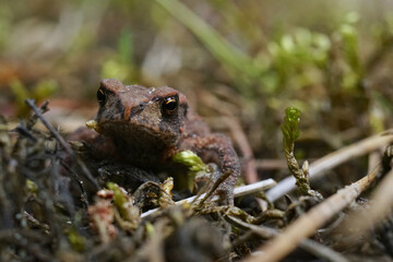 Close up of amphibian Juvenile common toad, European toad, Euro toad, Bufo bufo in natural moss bed...
