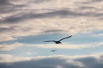 seagull in the sky