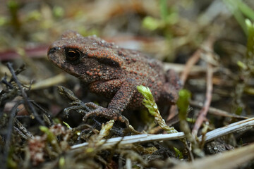 Close up of amphibian Juvenile common toad, European toad, Euro toad, Bufo bufo in natural moss bed environment 