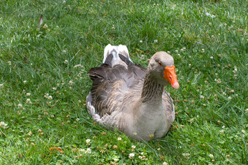 Beautiful grey gander from French Marais Poitevin in grass, closeup