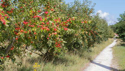 Fototapeta na wymiar sunny pathway by wild apple trees loaded with apples, Europe