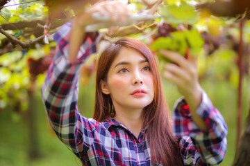 Beautiful women long hair wears a striped shirt and has a bucket next to it. Work in inspecting and harvesting bunch of grapes outdoors with scissor in vineyard.