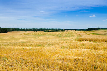 Mown crops field with blue sky on the horizon