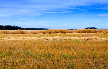 Mown crops field with blue sky on the horizon