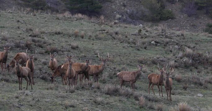 Sunset and deers in Capcir, Cerdagne, Pyrenees, France. 4K UHD