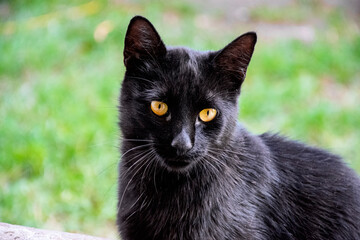 Black cat portrait with yellow eyes.