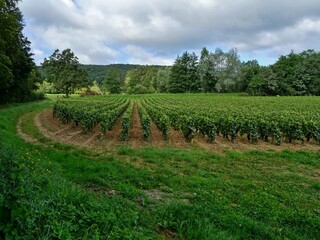 Fototapeta na wymiar Paysage: Vignoble en Bourgogne.