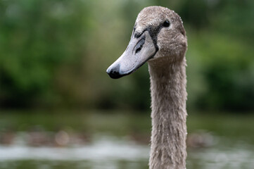 Portrait of a cygnet mute swan