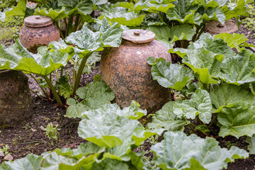 Terracotta pots in the garden