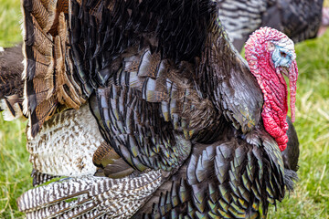Close-up of a turkey bird (Meleagris)