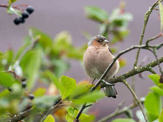 Chaffinch.
 A songbird of the finch family. The size is 14-18 cm. The plumage color is dominated by burgundy, brown, blue, gray, white, and green shades.