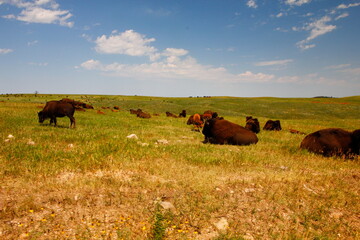 Bison in Summer, Custer State Park, South Dakota