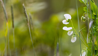 Vignoble et biodiversit&eacute;, enrichissement des sol et lutte contre les ruissellements, Alsace, France
