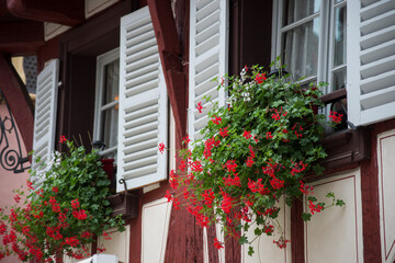 closeup of red geraniums on medieval building facade in the street