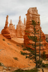 Bryce Canyon in Utah with Eroded Sandstone and Hoodoo Pillars from Wind and Water Erosion