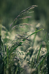 Fototapeta premium ozdobna trawa zielona w ogrodzie