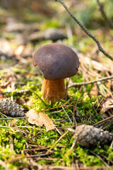Bay bolete, imleria badia, boletus badius, xerocomus badius mushroom growing in the moss. Edible common known mushroom. Early autumn in polish forest, mushroom picking season. Natural background. 