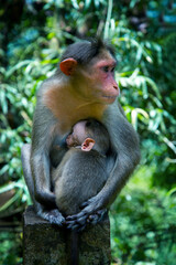 Mother Monkey Feeding Her Baby, Animal photography, Wildlife photography