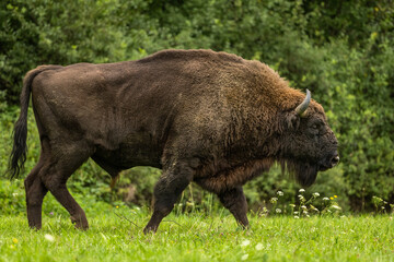 European Bison on the green meadow. The Bieszczady Mountains,  Carpathians. Poland.