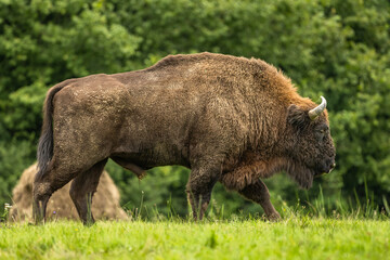 Fototapeta premium European Bison on the green meadow. The Bieszczady Mountains, Carpathians. Poland.