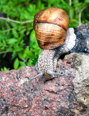 Burgundy snail (Helix pomatia) or escargot in natural environment