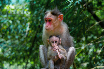 Naklejka na ściany i meble The mother monkey and her baby, Animal photography, Wildlife photography
